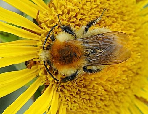 Réf. 244 476 : Bombus pascuorum